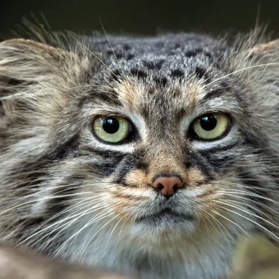 Bakchus1's profile picture. quidquid Latine dictum sit, altum videtur