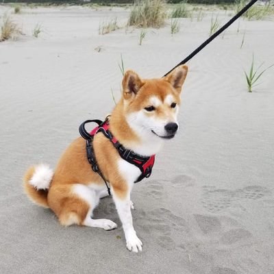 Gabolakis's profile picture. 