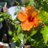 saiwest1004_s