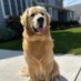 Logan & Shadow๐the Goldens (@shadowthegolden) Twitter profile photo Logan & Shadow๐the Goldens (@shadowthegolden) Twitter profile photo
