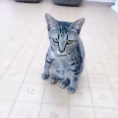 kobayashihiro's profile picture. 柔術、競馬、ベイスターズ好き。