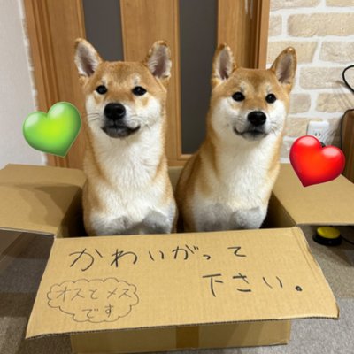 柴犬リンパン🩷💚 (@tas_0620) / X