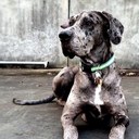 Porter - @PorterTheDane - Twitter