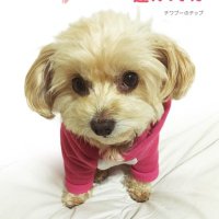 チワプーのチップ(10歳) (@chip10_01) 's Twitter Profile