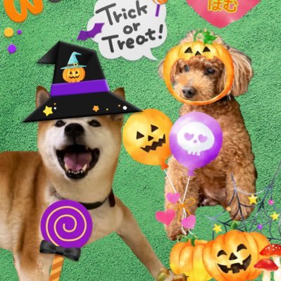 hayato__pom's profile picture. 🐕柴犬はやと🌈2008.9.14〜2024.2.1 15歳4ヶ月♂ でお空へ 🐩トイプーぽむ2012.9.3〜13歳♂ アレルギー 🍮ぷりん👩ミドル世代☘️いいね❤️は応援や共感や感謝😊無言フォロー失礼します🙇‍♀️フォロー大歓迎💕介護記録🐕🐩 馬好き🐎