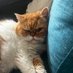Cat MacGregor (@catmaccatlover) Twitter profile photo Cat MacGregor (@catmaccatlover) Twitter profile photo