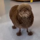 Chris Pinckney - @ChrisC6130 - Twitter