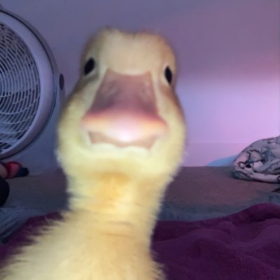 chloedaduc26744's profile picture. L