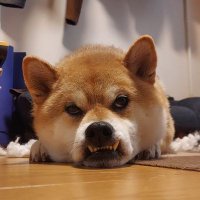 たけまる (@takemaru3162) 's Twitter Profile Photo たけまる (@takemaru3162) 's Twitter Profile Photo