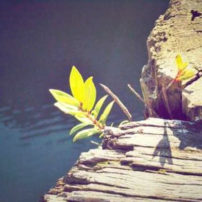 RebikF9828's profile picture. 