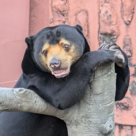 gao0329kao's profile picture. 動物大好き❤特にマレーグマ（マーチンにはベタ惚れです😍）
インスタでの投稿しております
Xでも会いに行けないマレーグマを見させていただきたいです
余裕ができたらXでの投稿も頑張りたいです☺