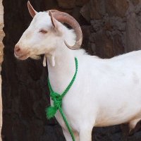 abo brhom (@abobrhom492012) 's Twitter Profile