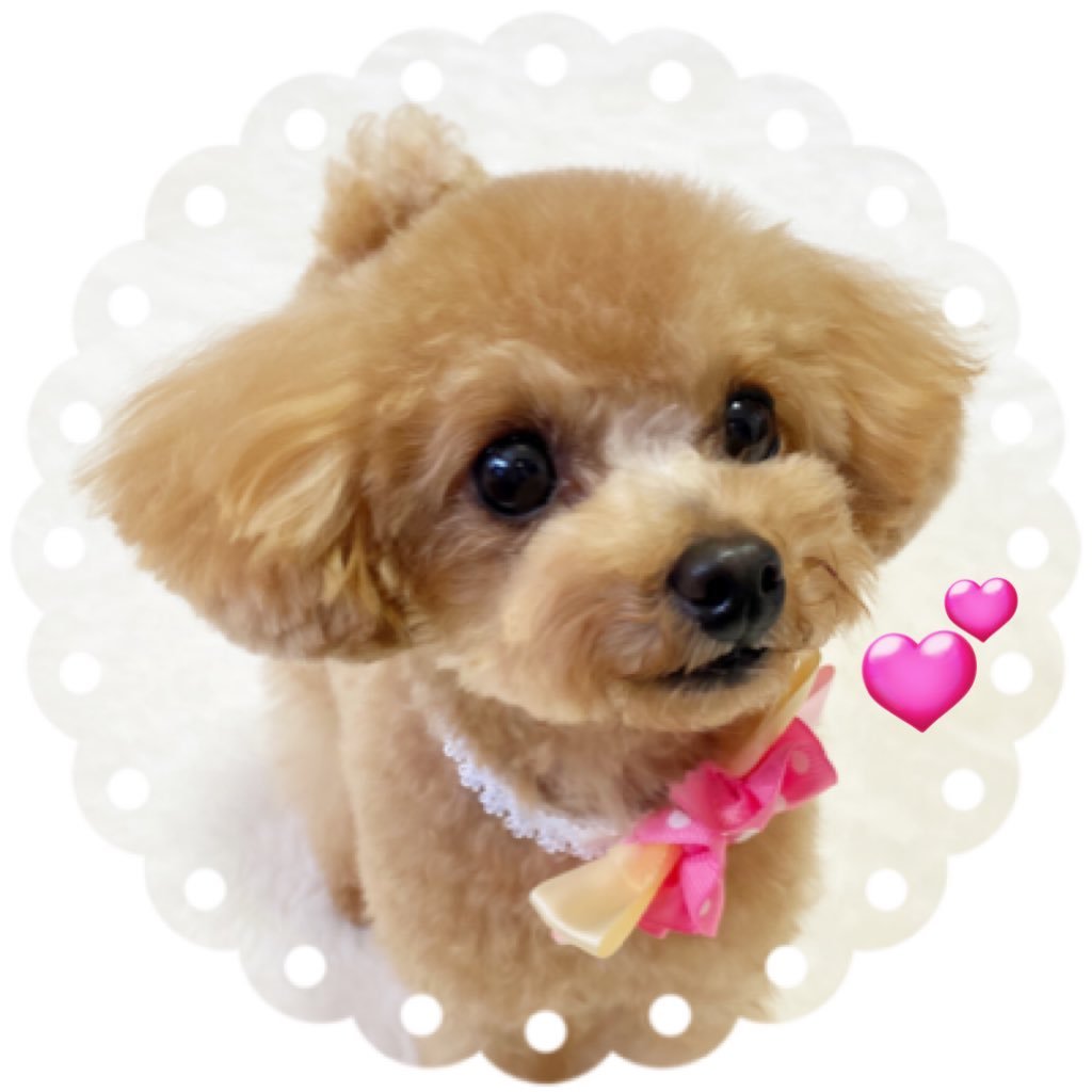 m7860687168695's profile picture. 日本保守党員🇯🇵no.158＊＊＊トイプードルみかんちゃん♀🐶と暮らす、二児の母です🌸                                                               🩵(無言フォロー失礼致します🙇‍♀️)🩵