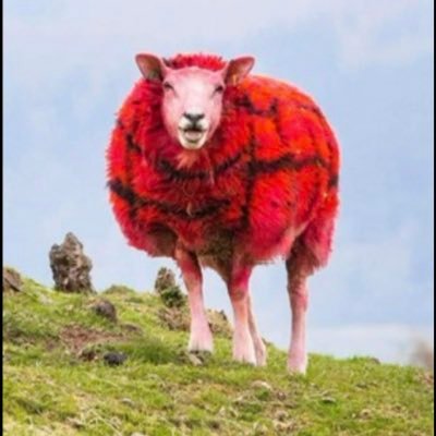 Horne1903's profile picture. Gambler on the AIM