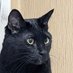 保護猫3兄弟 (@qdevpxycyp86710) Twitter profile photo 保護猫3兄弟 (@qdevpxycyp86710) Twitter profile photo