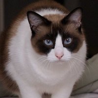 Odin - Satoshi's First Cat (@odin_solana) 's Twitter Profile