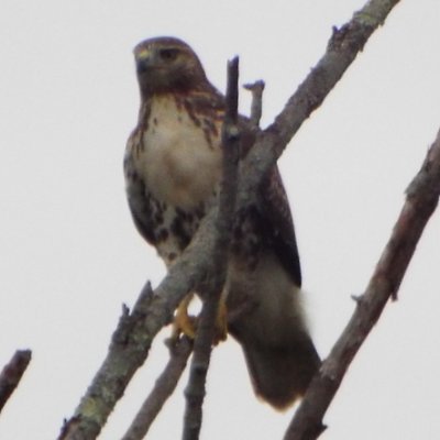 sgbarronTX's profile picture. A purveyor of common sense with conservative values.