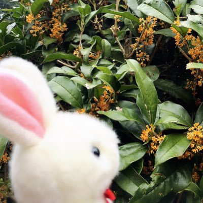 さばみそさんのプロフィール画像