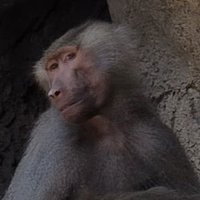 Rovardog (@ricardomatau_u) 's Twitter Profile