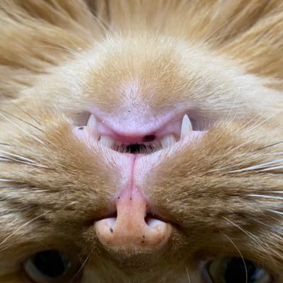 eiriさんのプロフィール画像