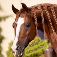 #الوافيه. (@alwafyah2017) 's Twitter Profile