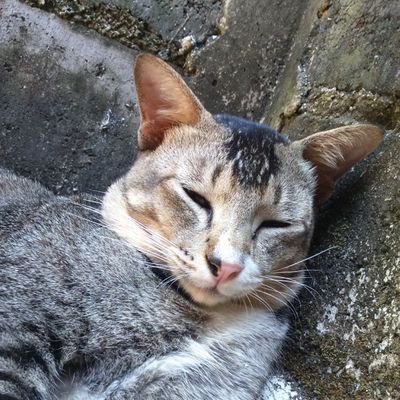 asalkan niat baik, pasti ada jalan (🔰 Nihongo benkyou)