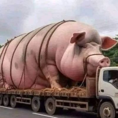 PajarilloAntol1's profile picture. 