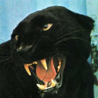 nazeski (@sheisagun4) Twitter profile photo