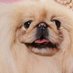 Blurt (@blurtdingbat) Twitter profile photo