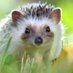HARI🦔HARI🌟 (@hedghogwithoki) Twitter profile photo HARI🦔HARI🌟 (@hedghogwithoki) Twitter profile photo