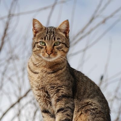 GoodZanik82813's profile picture. Technical Product Manager for Startups || Open to collabs || Product Tester || Agric & Forestry