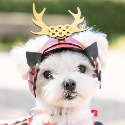ふわふわもふもふマルチーズ☁️レオ♂🐶との日常☀️ドッグカフェ🍽️愛犬と一緒に楽しめるスポット⚽️など癒される写真を投稿してます📷YouTubeに動画も上げてますので、ペットのいる暮らしを感じたい人や、愛犬との休日のお出掛けの参考にどうぞ✌️☺️マルチーズ☁️チロル♂(2021.9.28🌈17歳)
