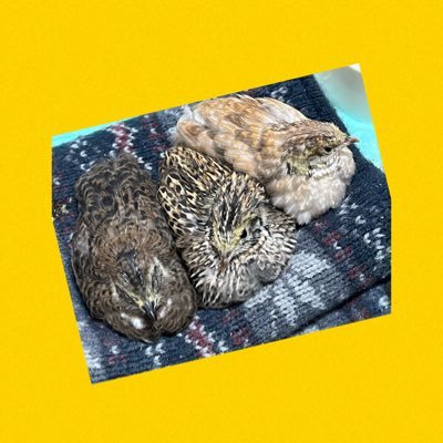 のび🐣さんのプロフィール画像