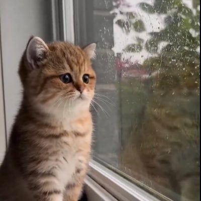 WellsPegasus's profile picture. 