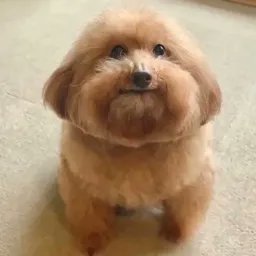 wallahizain's profile picture. professional retard
