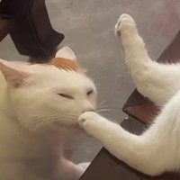 白泽bgb (@siragawa33) 's Twitter Profile