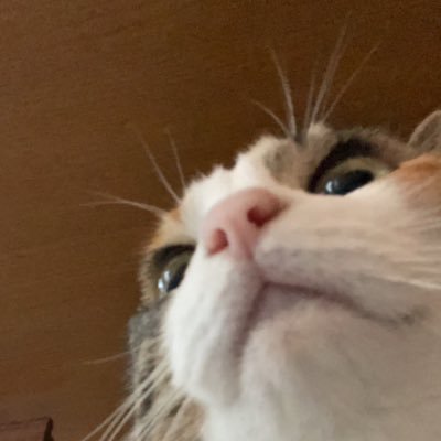 nobishiroS's profile picture. 文系未経験SIer3年目 / 情報収集と勉強/ 通信 /仕事関係とたまに日常 /英語学習 / キャリア悩み中