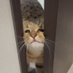ねこ (@asari0u213) Twitter profile photo ねこ (@asari0u213) Twitter profile photo