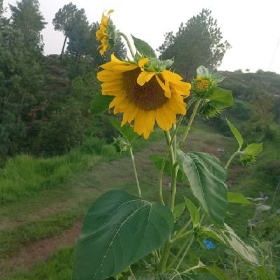 kyun_kaay's profile picture. 🌻