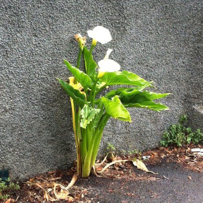 JessicaNaoned's profile picture. Ne prenez pas la vie trop au sérieux. Vous n'en sortirez jamais vivant.