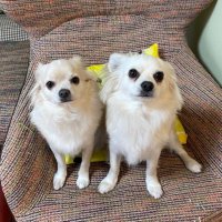 チワワニュー (@kei320427) 's Twitter Profile