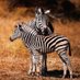 African zebra (@zebra_african) Twitter profile photo African zebra (@zebra_african) Twitter profile photo
