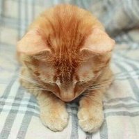 toshi🍑🐶🍒 (@toshishi__a) 's Twitter Profile