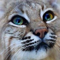 美しい猫 (@emperorzion88) 's Twitter Profile