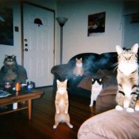 Ham (@imissyouhamm) 's Twitter Profile Photo Ham (@imissyouhamm) 's Twitter Profile Photo