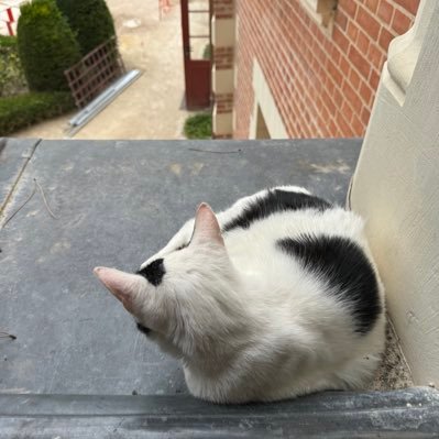 FengWu3689's profile picture. Silent makes point