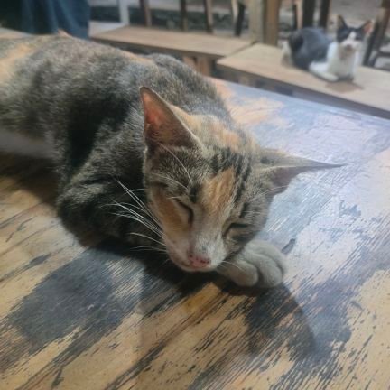 avoduice's profile picture. cinta avoskin