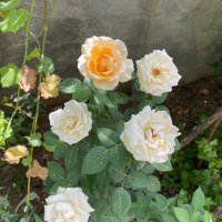 Serdar ehb (@kiperserdar) 's Twitter Profile