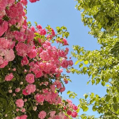 larryskatty's profile picture. 