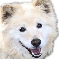 柿ノ木犬 (@kakinokiinu2311) Twitter profile photo